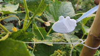 Cucumbers ripen rapidly after this feeding while they are in bloom