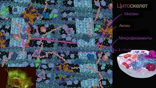 Цитоскелет видео 8  Строение клетки  Биология