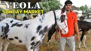 SUNDAY YEOLA HORSE MARKET - SHAHRUKH BHAIs Horses