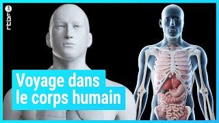 Voyage dans le corps humain en toute transparence  - Matière Grise