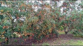 SERU BANGET PANEN RAMBUTAN DI KEBUN SENDIRI BUAHNYA SAMPAI TANAH