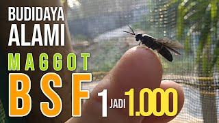 1 Wild fly so 1000 Natural BSF Maggot Cultivation from Scratch