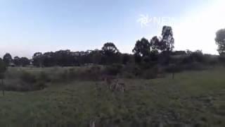 Thuggish Kangaroo Pimp Slaps Annoying Drone Out Of Mid Air