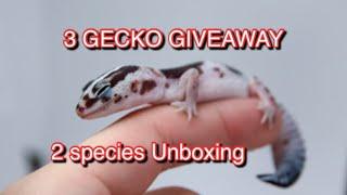 3 Gecko Giveaway - HUGE LIVE Reptile Unboxing - Bubba’s Geckos