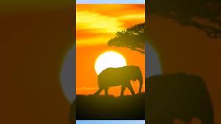 THE ELEPHANT JUNGLE SANCTUARY #animals #shorts #short