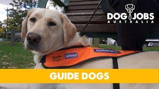 DOG JOBS AUSTRALIA - S02E04 - GUIDE DOGS