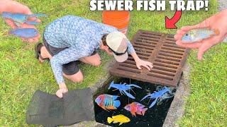 Sewer FISH TRAP Catches AQUARIUM FISH For My Pond