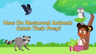 Nocturnal Animals  How Do Nocturnal Animals Catch Their Prey?  Animal Facts for Kids