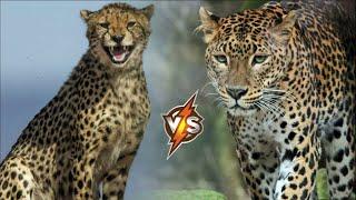 Leopard vs Cheetah - Which of the Wild Cats is Stronger?