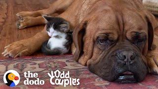 135-Pound Mastiff Becomes Obsessed With A Tiny Kitten   The Dodo Odd Couples