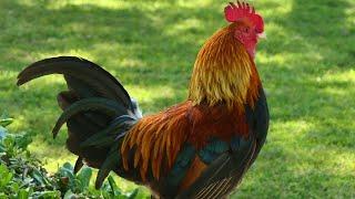 Rooster Crowing  Rooster Sound  Rooster Sound Effect 2023  No Music