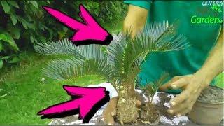 How to reproduce the palm CYCA How to fumigate the palm CYCA  Cycas Revoluta