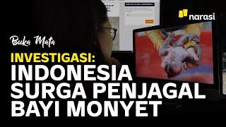 Investigasi Jaringan Jagal Bayi Monyet Internasional Dari Indonesia Sampai Amerika  Buka Mata