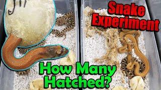 Experiment Results Incubating Snake Eggs in our Bullsnakes Cage