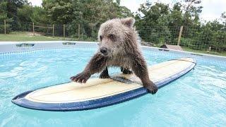Cute Baby Bear Rides Surfboard