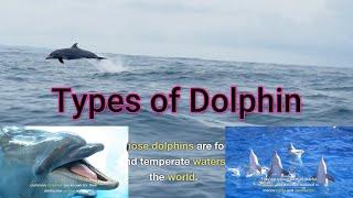 Types of Dolphin