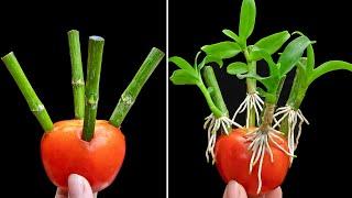 200 times stronger than garlic orchid take root as soon as they touch tomatoes