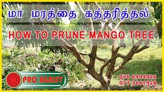 மாமரத்தை கத்தரித்தல் செய்யும் முறை  How to prune Mango Tree Tamil version