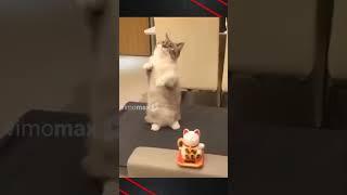 #FunnyCat #FunnyCats #Shorts VIMOMAX