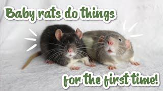 Cute baby rats do things for the first time