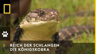 REICH DER SCHLANGEN - Die Königskobra  National Geographic