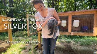 Inside look at raising rabbits  Silverfox Meat Rabbits