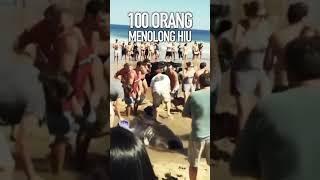 Semua Orang Berusaha Menolong Momen Penyelamatan Hiu Putih Ganas Terdampar  Di Pantai #shorts