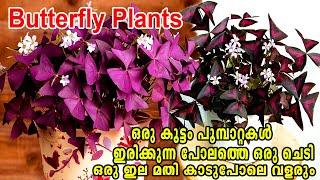 പൂമ്പാറ്റകളെ പോലൊരു ഇല ചെടിOxalis TriangularisButterfly PlantsPurple Shamrock Plant#Oxalis