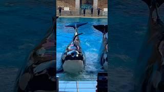 Orca encounter today’s Seaworld 09-29 -2024 superb show #viral #video #shorts #youtube #seaworld