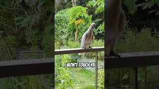 Friendly Cockatoo 
