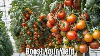 Tomato Farming Techniques Boost Your Yield