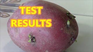 STORE BOUGHT POTATOES TEST RESULTS for planting