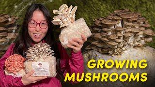 GROWING EDIBLE MUSHROOMS at Home Episode 1