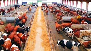 Million Dollars Dairy Breeding Technology - Cow Feeding Milking Barn Clean & Foot Trimming Process