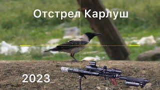 ЧБД. Отстрел ворон Леший 2 PARD DS35LRFEDgun Leshiy 2