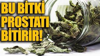 Bu Bitki PROSTATI BİTİRİR