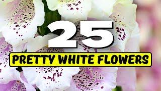  Top 25 PRETTY White Flowers Thatll Make Your Garden SHINE 