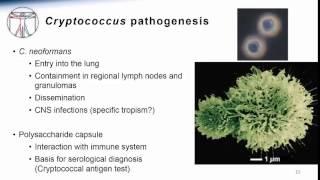 4. Cryptococcus