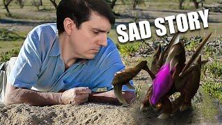 The Lonely Zergling Story