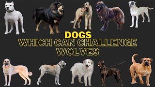 10 Strongest Dogs Capable of Battling Wolves