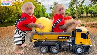 Bibi farmer harvests fruit in the garden and plays with ducklings