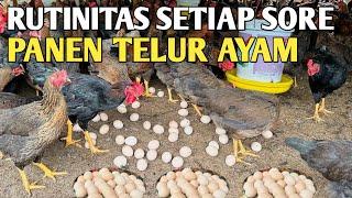 RUTINITAS SETIAP SORE DI FARM PUTRA KEMBAR 