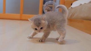 The kitten who learned to get angry was too cute 5 weeks old