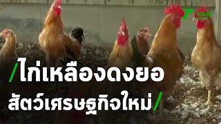 เลี้ยงไก่เหลืองดงยอ สัตว์เศรษฐกิจใหม่สร้างรายได้  29-09-63  ตะลอนข่าว