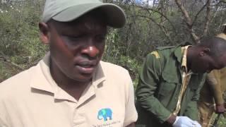 Treating an injured Bull Elephant in Tsavo  Sheldrick Trust