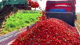 Modern Agricultural Harvesting Machines - Tomato Harvesters - Apple Processing Lines at The Factory