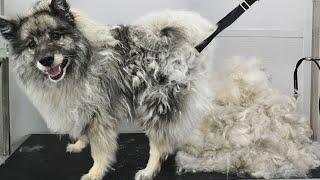 First groom in NINE years Four hour transformation on extremely matted Keeshond dog