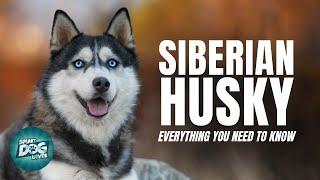 Siberian Husky Dogs 101  Everything You Need To Know