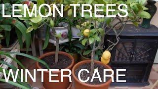 Citrus Care over Winter in the UK