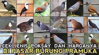 MULAI DARI 50 RIBUAN UPDATE JENIS BURUNG POKSAY DAN HARGANYA MULAI DI PASAR BURUNG PRAMUKA